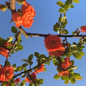 森泽佳奈人妻AVHD101
